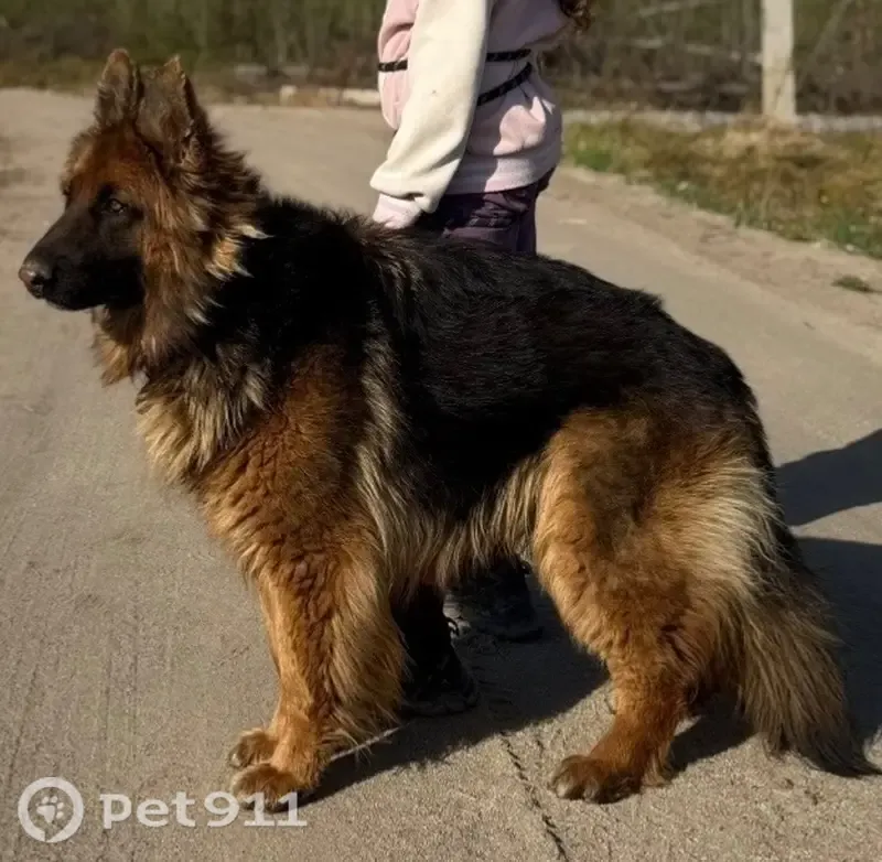 Пропала собака, Череповец — светлый кончик носа, ищем Альму - photo