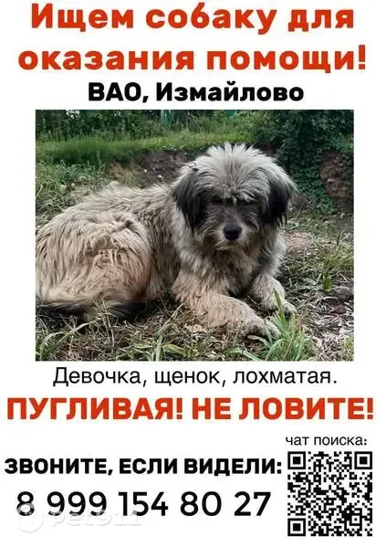 Пропала собака, Москва, Первомайская, д. 76 — лохматая девочка, вывернулась из шлейки - photo