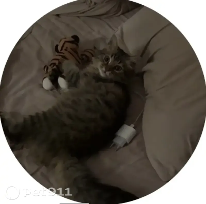 Пропала кошка, Бор, Махалова, д. 6 — пушистый котёнок 5 месяцев - photo