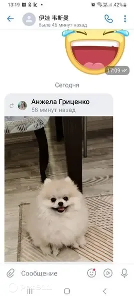 Пропала собака, Сургут — бело-кремовая, ласковая и дружелюбная - photo