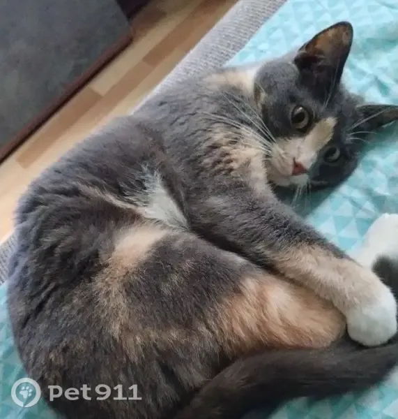 Пропала кошка, Южно-Сахалинск, Крымская, д. 25 — трёхцветная кошечка, средних размеров - photo