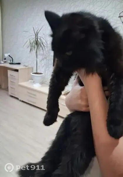 Найдена кошка, Ивана Попова, д. 56, Киров — чёрная, с ссадиной на щёчке - photo