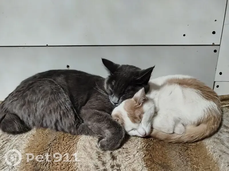 Пропала кошка, Московский, Чита — бело-рыжий кот по кличке Мелкий - photo
