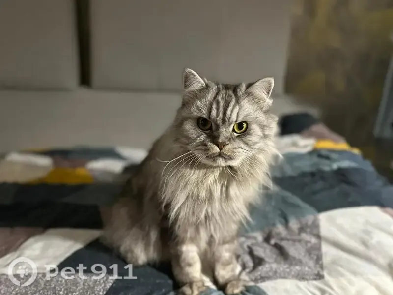 Пропала кошка, Гая, д. 13, Ульяновск — пугливый, может прятаться - photo