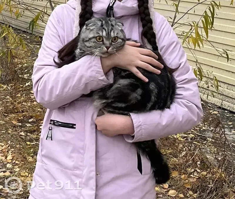 Пропала кошка, Якутск, Дзержинского, д. 12/3 — жёлтые глаза, полосатый серый окрас - photo