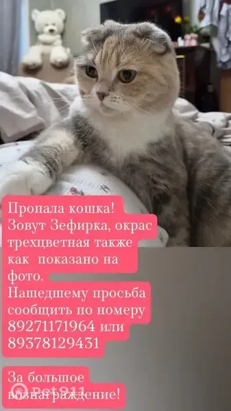 Пропала кошка, Рабочий поселок Приволжский, 5-й квартал, д. 4, Приволжский — окрас трехцветный, глаза зеленые - photo