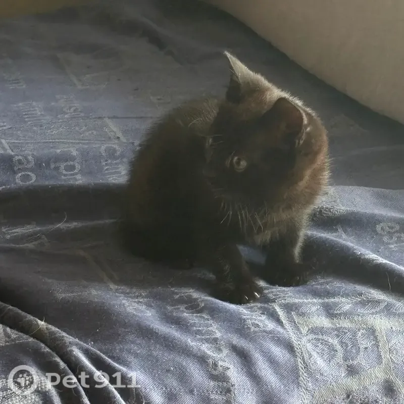 Кошка ищет дом, Черняховск — кушают сами, ходят в лоток, игривые - photo