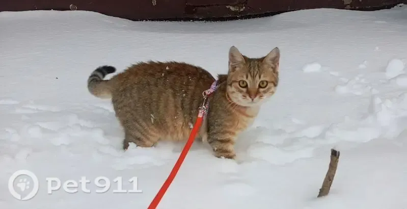 Пропала кошка, Кострома, Комсомольская, д. 31б - photo