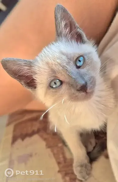 Пропала кошка, Тракторная, д. 1Б, Владимир — котёнок Джаспер, 2 месяца - photo