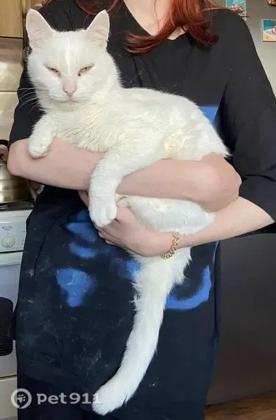 Пропала кошка, Район Ленинский (г Ульяновск), Льва Толстого, д. 89, Ульяновск — белый кот по кличке Вася, 9 лет - photo