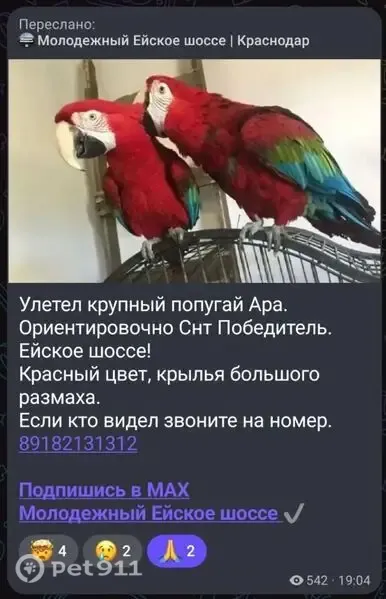 Пропала птица, Краснодар — попугай ара красного окраса, большой светлый клюв - photo