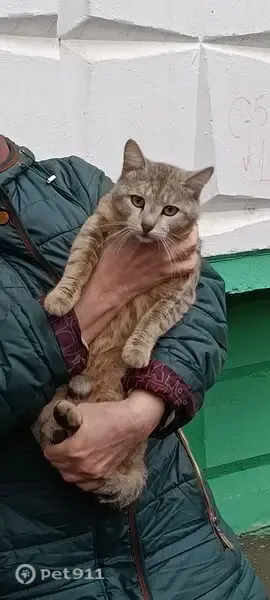 Кошка ищет дом, Москва — котик живет около дома под снос, нужен новый дом - photo
