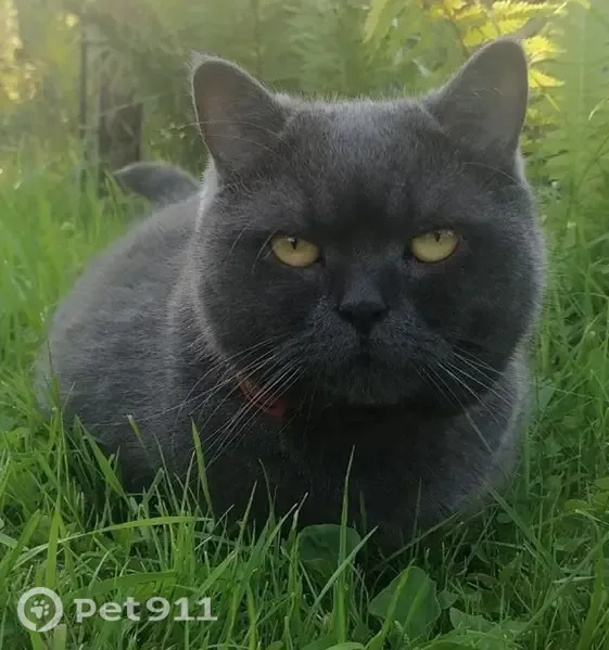 Пропала кошка, Деревня Должицы — откликается на имя Сима, почти 5 лет - photo