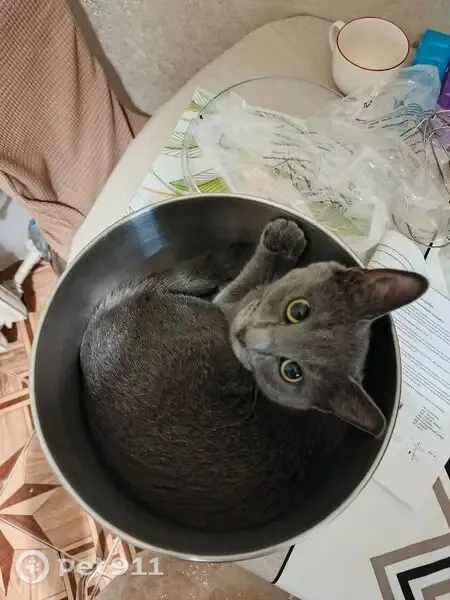Пропала кошка, Кстово, 2-й, д. 20, Кстово — серая, со серебристой цепочкой - photo