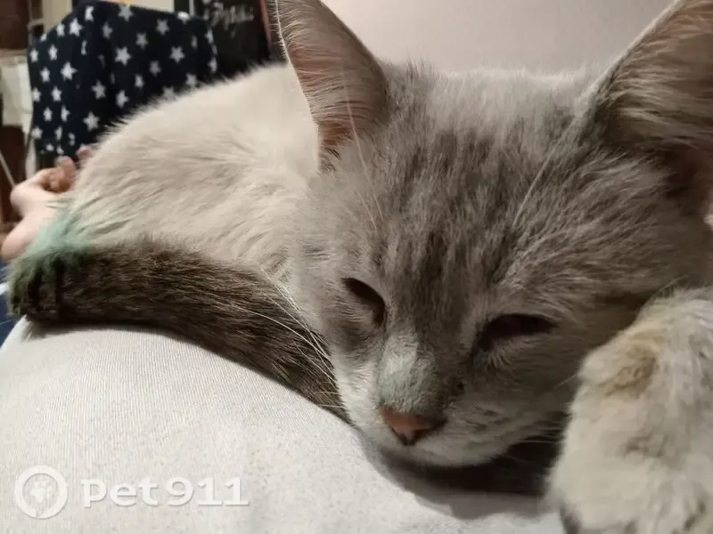 Пропала кошка, Белгород, Пушкина, д. 12 — светлый котик с сероватым хвостиком - photo