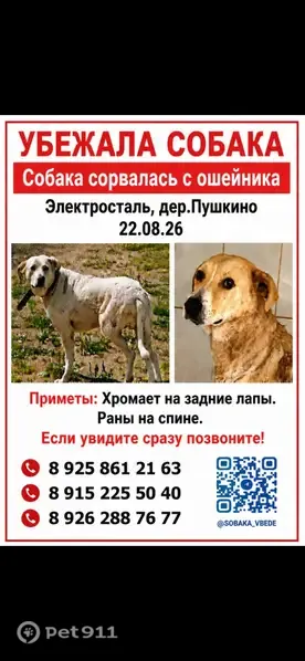 Пропала собака, Территория Массив 2 (деревня Пушкино) (г Электросталь), Электросталь — пёс в ранах, хромает - photo