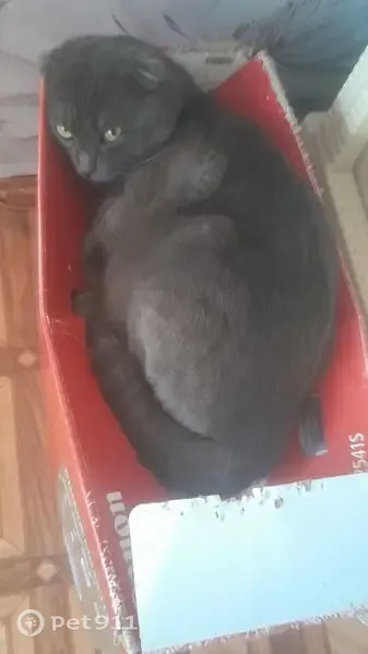 Пропала кошка, Черкесск — усик один растёт вниз - photo