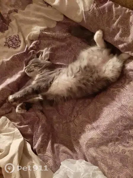 Пропала кошка, Жуковский, Молодежная, д. 32 — котёнок 1 год, очень пушистый хвост - photo