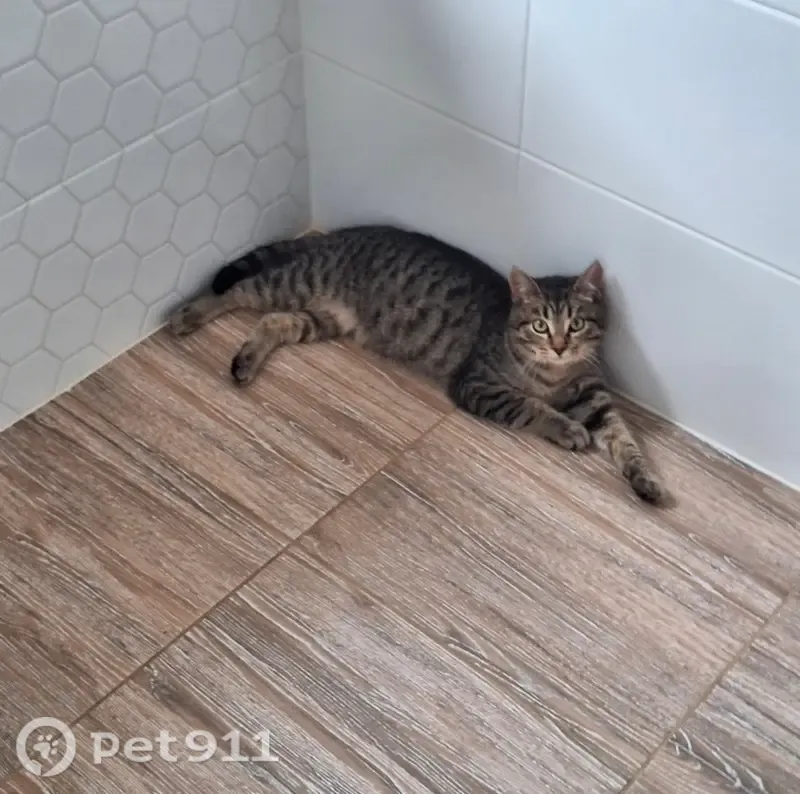 Пропала кошка, Кленовая, Первоуральск — очень пугливый, побежал к садам - photo