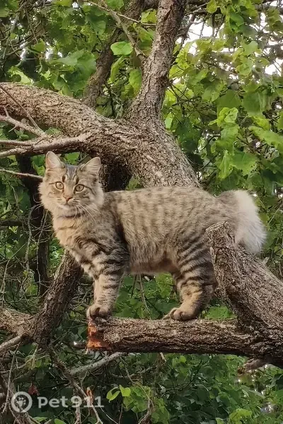 Пропала кошка, Дарвина, Симферополь — отзывается на имя Мася, синий ошейник - photo