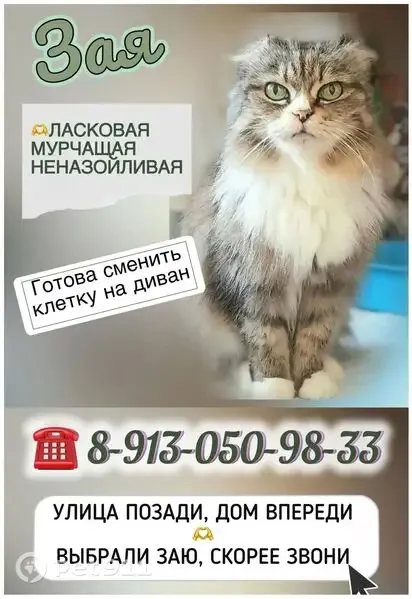 Кошка ищет дом, Абакан - photo