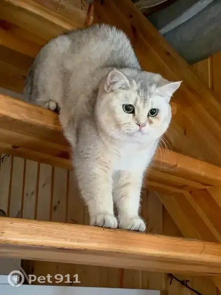 Пропала кошка, Рыбинск, Мологская, д. 70 — один глазик постоянно загрязняется - photo