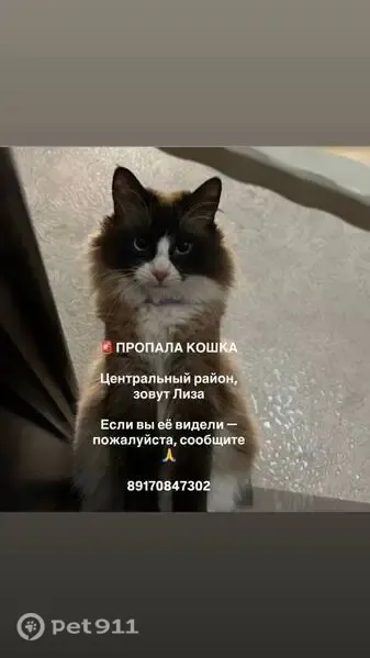 Пропала кошка, Волгоград — голубые глаза, белые носочки на трёх лапах - photo