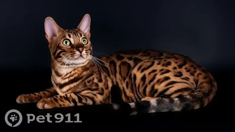 Пропала кошка, Сочи, Виноградная, д. 123/7 — ухоженная, немного пугливая - photo