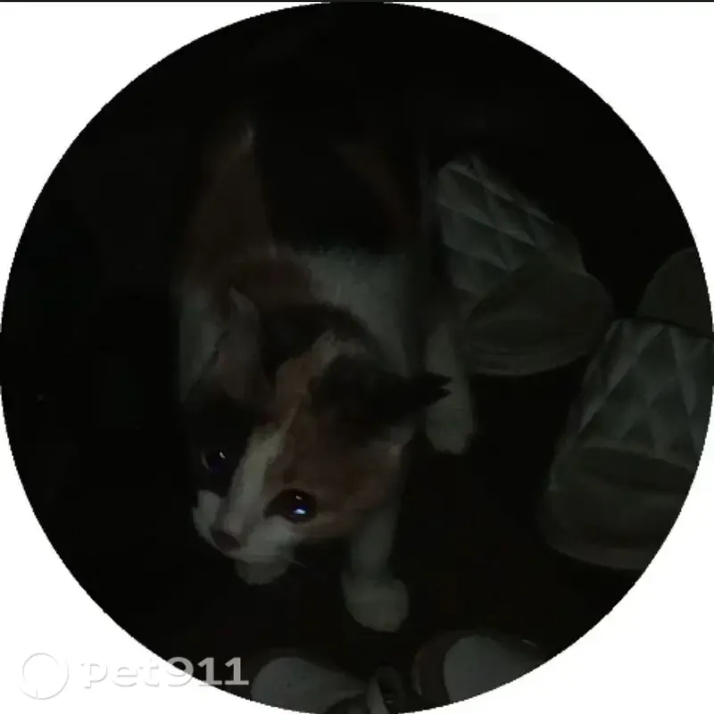 Пропала кошка, Нижний Новгород, Гоголя, д. 45А — небольшой размер, короткая шерсть - photo