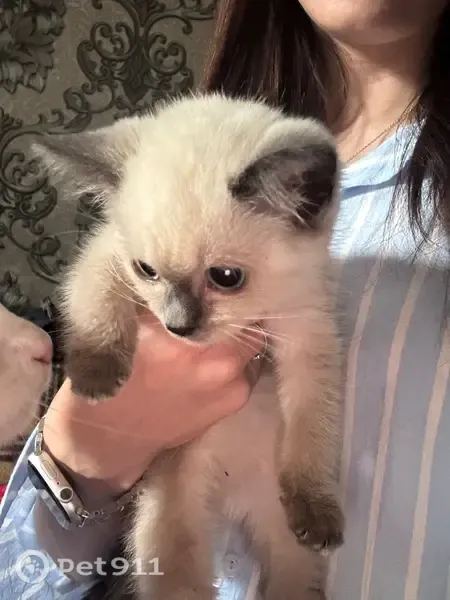 Пропала кошка, Поселок Горячеводский (г Пятигорск), Льва Толстого, Пятигорск — котенок, пугливая - photo