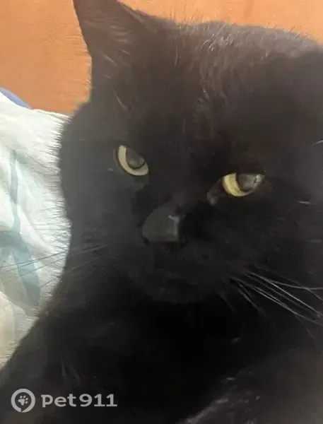 Пропала кошка, Симферополь, Киммерийская — котик Тимка, 6 лет, кастрирован - photo