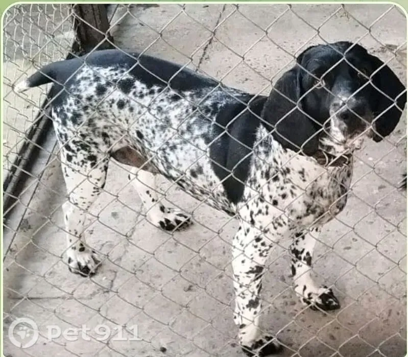 Пропала собака, Кропоткин, Челюскина, д. 21 — русский охотничий спаниель, короткостриженая - photo