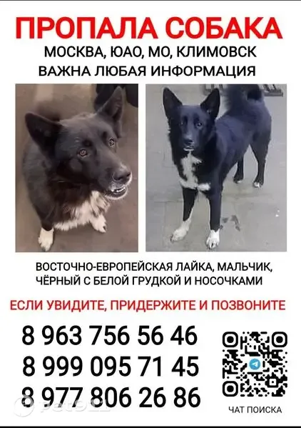 Пропала собака, Район Чертаново Южное (г Москва), Чертановская, д. 47 1, Москва — мальчик Тиша, добрый - photo