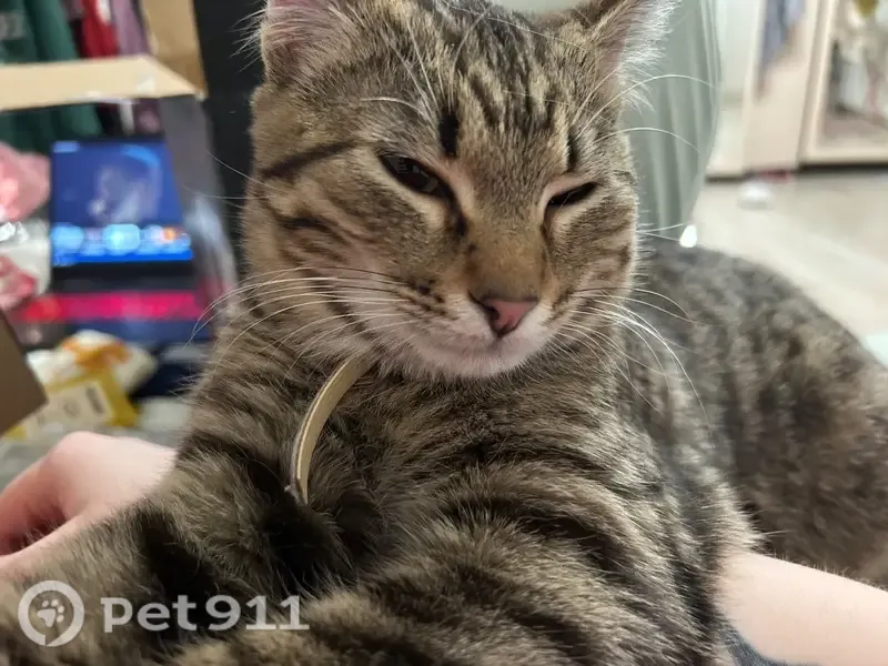 Пропала кошка, Свердлова, д. 26, Касимов — молодой, пугливый кот с зелеными глазами - photo