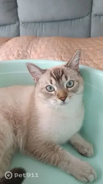 Пропала кошка, им. Энгельса, д. 32, Краснодар — молодой кастрированный кот - photo