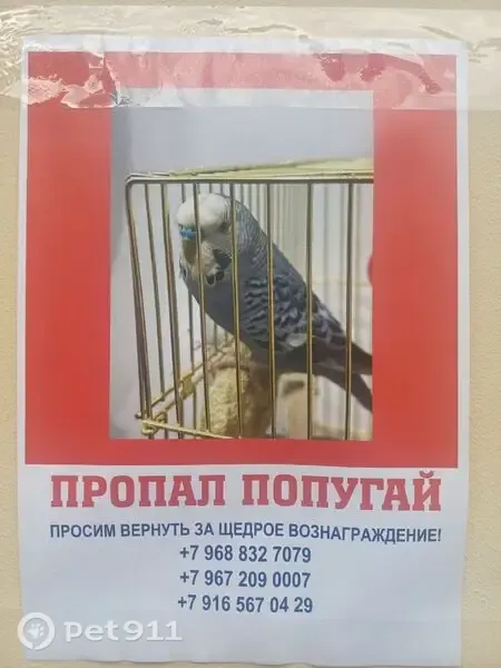 Пропала птица, Район Басманный (г Москва), Большой Спасоглинищевский, д. 1, Москва — молодой волнистый попугайчик, Арчи - photo