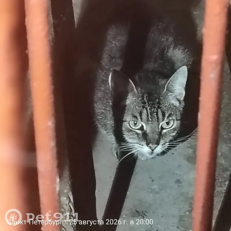 Найдена кошка, Санкт-Петербург, Наличная, д. 45 1 — серо-коричневый полосатый окрас - photo