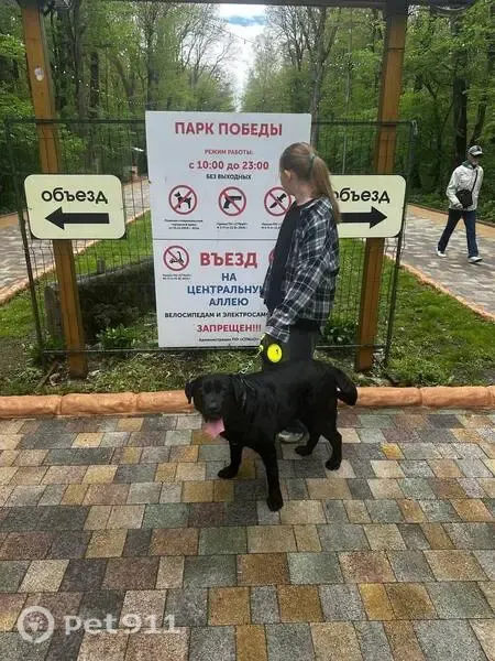 Пропала собака, бульвар Зелёная Роща, Ставрополь - чёрная окрас, любит прыгать на людей - photo