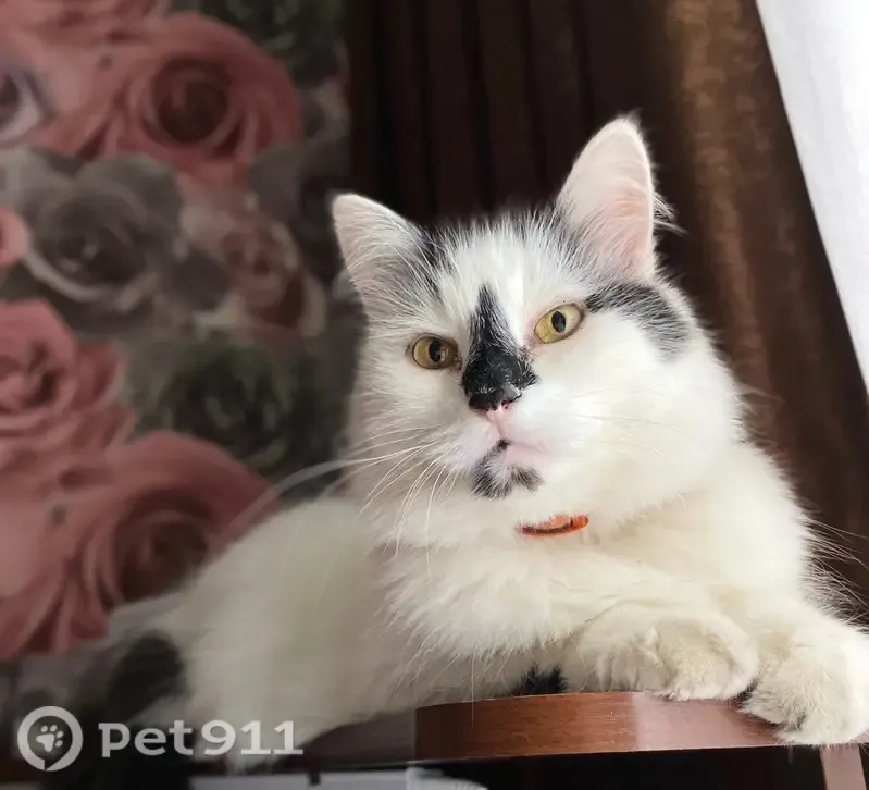 Пропала кошка, Район Фокинский (г Брянск), Новая, Брянск — черно-белая, с фиолетовым ошейником - photo