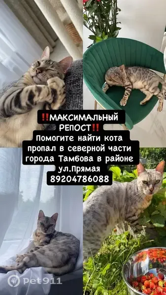 Пропала кошка, Прямая, д. 40, Тамбов — бенгальский кот серебристого окраса - photo