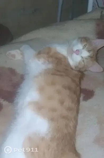 Кошка ищет дом, Краснодар — ласковый рыжий с белым кот, к лотку приучен - photo