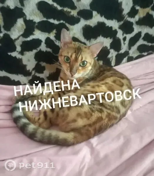 Найден другой, Нижневартовск, Мусы Джалиля, д. 2/2 — бенгальская порода, худое создание - photo