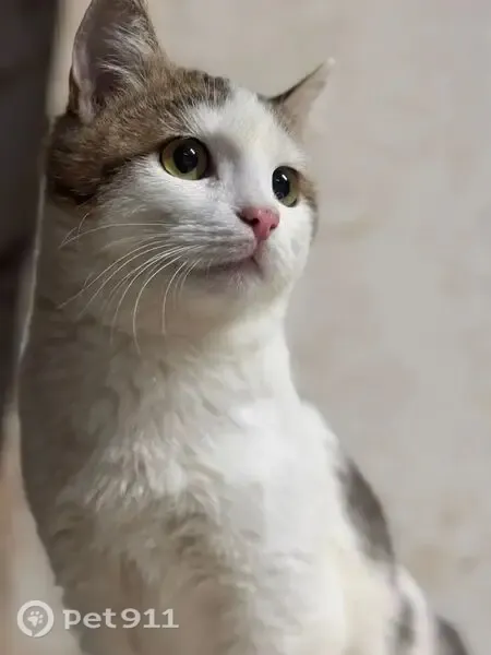 Пропала кошка, Деревня Дорогино, Дубравная — белый с пятнышками - photo