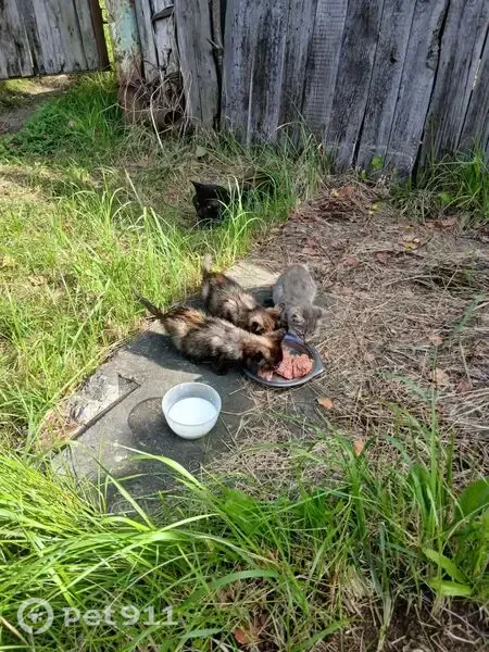 Кошка ищет дом, поселок Резинотехника, Ярославль — родила 4 котят - photo