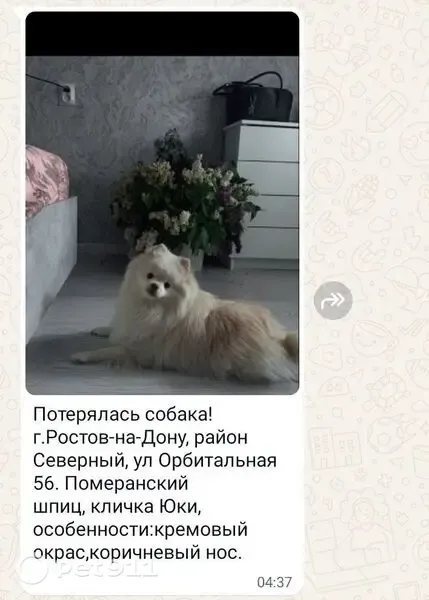 Пропала собака, Ростов-на-Дону — белая, кличка ЮКА - photo