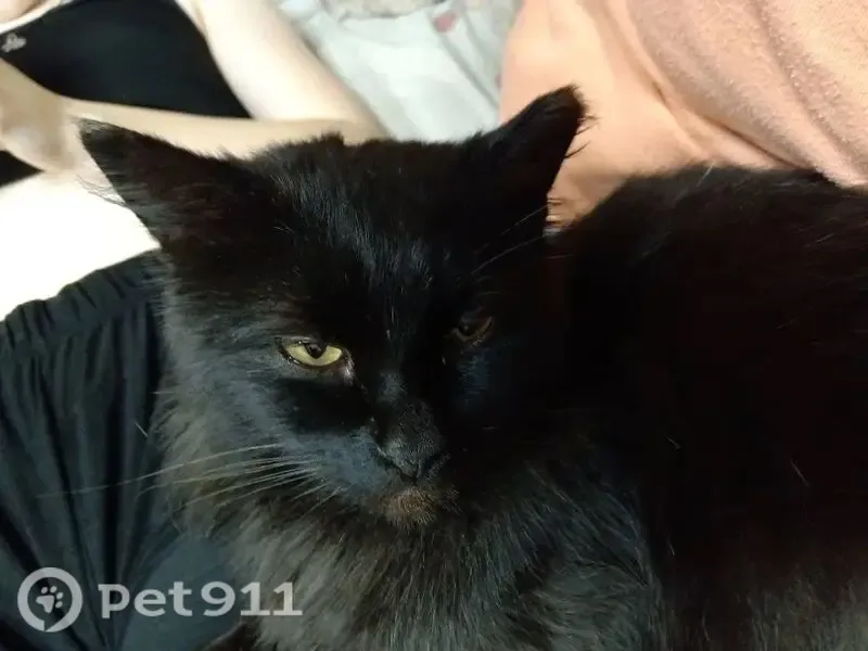 Пропала кошка, Санкт-Петербург, Наличная, д. 37 3 — одно ушко обморожено и меньше другого - photo