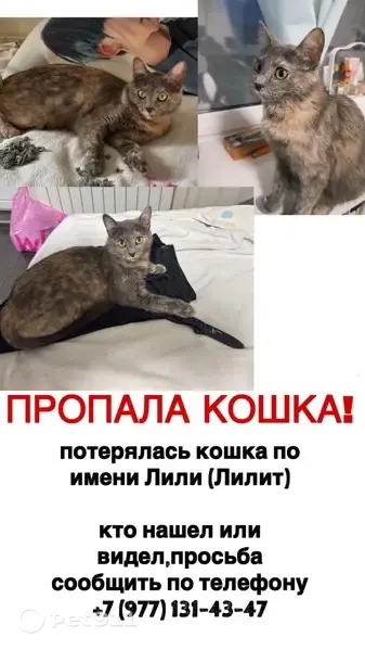 Пропала кошка, Лобня, Мирная, д. 12 — желтые глаза, отзывается на «кс кс кс» и Лили - photo