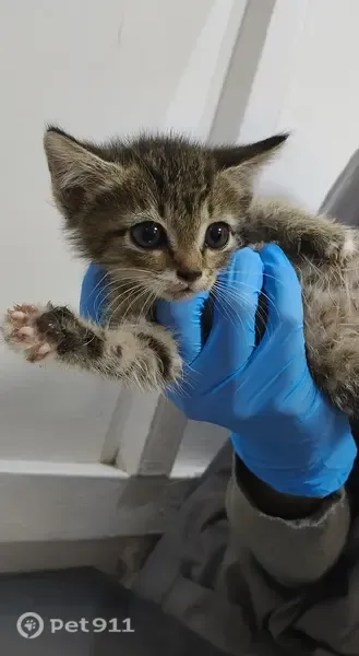 Кошка ищет дом, Йошкар-Ола — котята и кошечка-мама, три девочки - photo