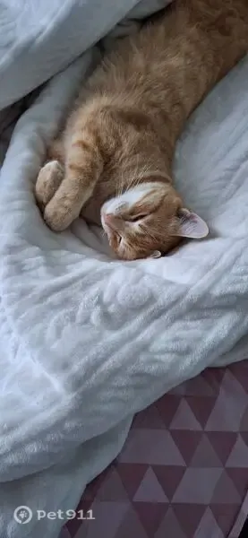 Пропала кошка, Вологда — выпрыгнул с балкона - photo