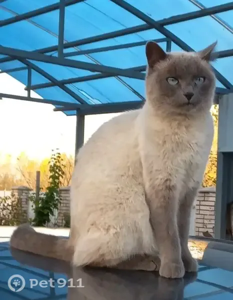 Пропала кошка, Салават, Заречная, д. 1 — кошечка Сима, 8 лет, стерилизованная - photo